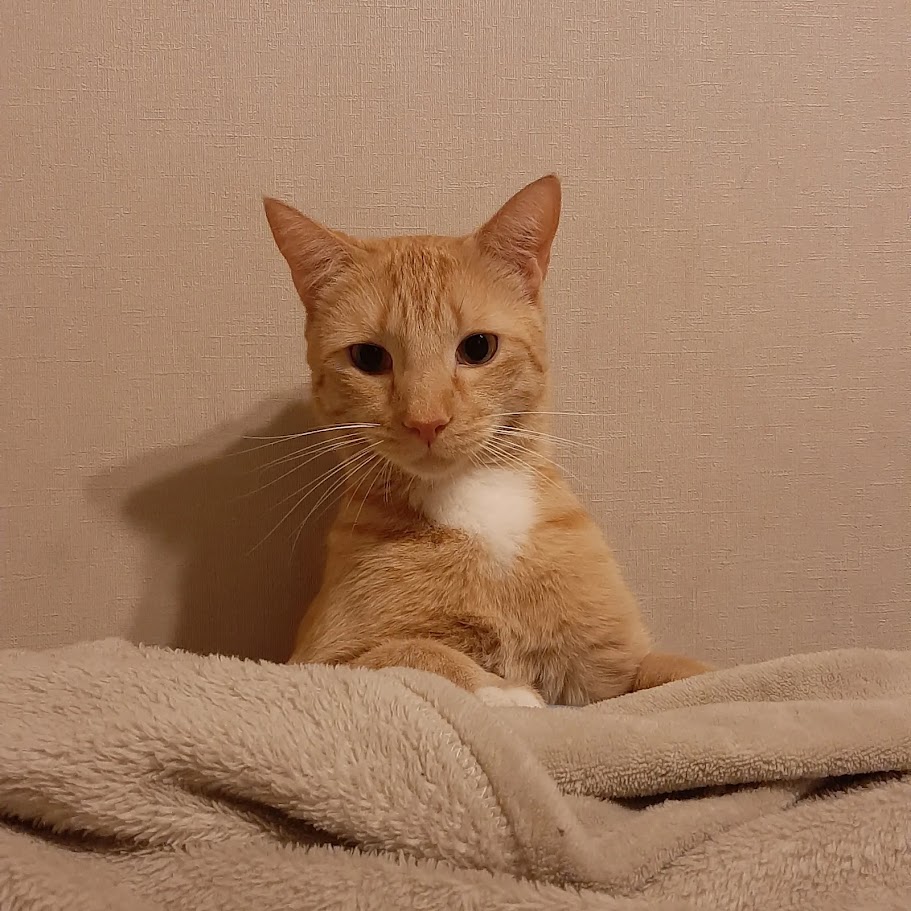 Gustavo, gato naranja